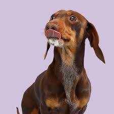 The Health Benefits Of Adding Yogurt To Your Dog S Diet Australian Dog Lover In 2020 Human Food For Dogs Your Dog Dog Nutrition