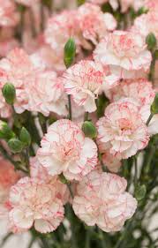We did not find results for: Carnations Ideal Care Growing Cuttings To Planting Seeds