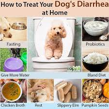 How To Treat Your Dog S Diarrhea At Home Top 10 Home Remedies Dog Diarrhea Remedy Diarrhea In Dogs Dog Has Diarrhea