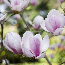 Pin On Flowers Magnolias