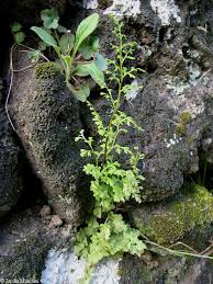 Image result for Anogramma leptophylla