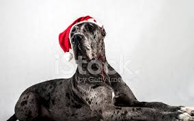 Most great danes make a great first impression anyway, but this one is especially prized for its good looks. Grau Harlekin Dogge Mit Einer Obergrenze Von Santa Claus Stockfotos Freeimages Com