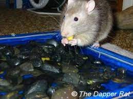 Pin By Lisa Antoine On Rats Are Cute Rat Toys Baby Rats Pet Rats