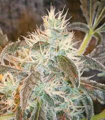 White Lightning Strain Seeds Strain Review Grow Marijuana Com