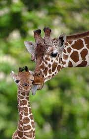 Photo Animals Giraffe Pictures Animals Beautiful