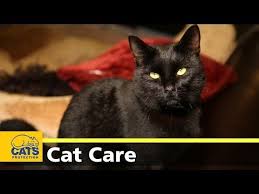 Moving Cats To A New Home Are Stressful Enough We Will Provide You Curated Expert Advice Tips And Recommendations On How To Survi Cats Cat Care Cat Proofing