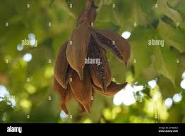 Image result for Brachychiton australis