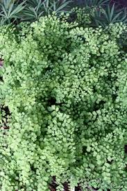 Image result for Adiantum capillus-veneris