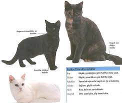 kedicci american shorthair kediler amerikan kisa tuylusu american shorthair kedi amerikan