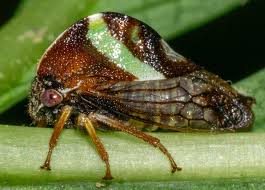 Image result for Duosperma fimbriatum