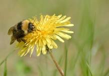 Cakes at the Lake: The Buzz about Bumble Bees
