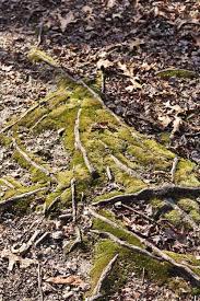 Surf forecast graph with detailed height, direction and period for swell waves Meroke Preserve Bellmore Ny Patch