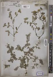 Image result for Heliotropium supinum