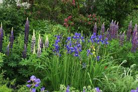 Typisch englischer garten pflanzen blumen rund um garten holzbank … Cottage Garten Gartenzauber