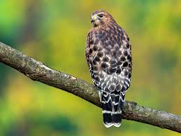 Have a successful hunting experience with hawk decoy. Red Shouldered Hawk Ebird