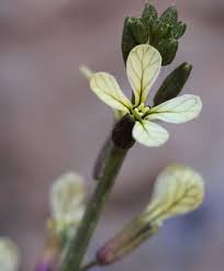 Image result for Carrichtera annua