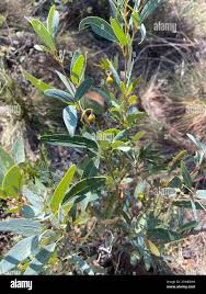 Image result for Rhoicissus revoilii