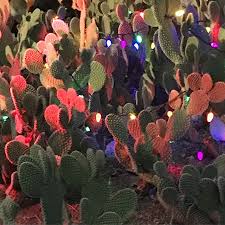 Opuntias Getting Lit At The Ethel M Chocolates Factory Cactus Garden Cactus Christmas Serragardens Cacti Opuntia Cactus Garden Cactus Holiday Lights