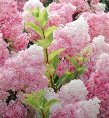 Image result for hydrangea paniculata vanille fraise