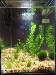 Betta duo cube glass w/lid 24x12x20cm h. Is There Something Wrong With My Betta Fish Album On Imgur