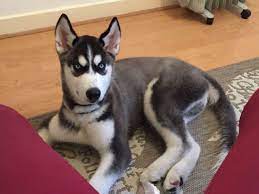 Dogs & puppies in melbourne region, victoria (2083) pug puppies for adoption whatsapp….+1 (530)7468438 we have male and female pug puppies for adoption with all paperwork done and have good health condition email me if you are interested…. 5 Month Old Husky Pictures Dog Breed Information Husky Pictures Husky Dog Breeds