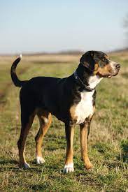 Unsere familie sucht einen berner sennenhund welpen. Grosser Schweizer Sennenhund 2019 Charakter Wesen Hunde Fan De