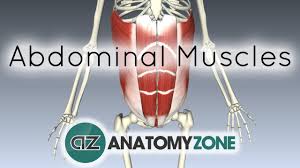 This photo gallery presents the anatomy of the abdomen by means of ct (axial, coronal, and sagittal reconstructions). Abdominal Muscles Physiopedia