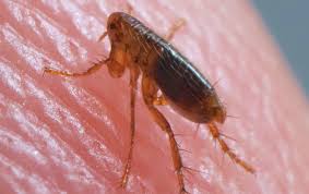 Abc oklahoma city can take care of all of your pest control needs. Flea Control Effective Pest Control In North Oklahoma Ok