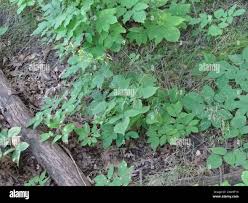 Image result for Hylodesmum