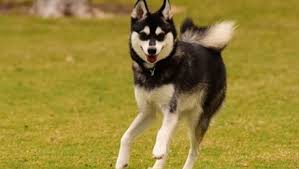 See more ideas about malamute, alaskan malamute, puppies. Alaskan Klee Kai Dog Breed Information Pictures Dogtime