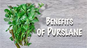 Medicinal benefits of purslane the medicinal benefits of purslane (1) include the vegetable's ability to facilitate shedding of excessive body weight and aid in the preservation of cardiac and digestive health. Benefits Of Purslane Youtube