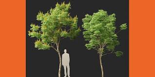 Image result for Caesalpinia ferrea