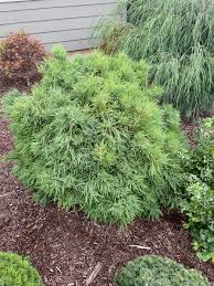 Image result for Taxodium