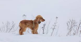Ingiliz Cocker Spaniel Spanyel Kopek Avcilik