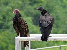 We did not find results for: Turkey Vultures And Black Vultures Trekohio