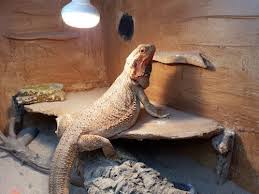 Your Fail Proof Bearded Dragon Lighting Guide For A Dream