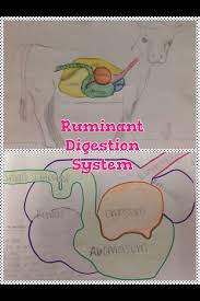 Ruminant Digestive System Activity Agriculture Education Ag Science Animal Science