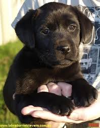 Labrador Puppy Labrador Puppies For Sale Nsw Australia Animal Breeding Pampoolah Nsw 2430 Truelocal L Labrador Puppy Labrador Puppies For Sale Puppies