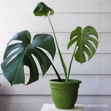 Too much direct sunlight can scorch their leaves. How To Propagate A Monstera Deliciosa Leaf And Paw