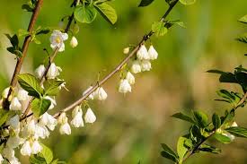 Image result for Halesia