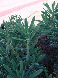 Image result for Eriosema robinsonii