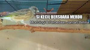 Selain karena perawatannya yang mudah, burung pleci banyak dipelihara karena ia memiliki suara kicauan yang merdu dan indah. Perbedaan Jantan Betina Burung Blackthroat Youtube