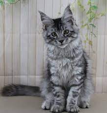 Available kittens from florida's leading breeder, opticoons strives to provide the very best kittens in size, character and health. Delilah Maine Coon Kittens For Sale Florida And Nationwide