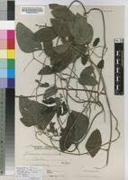 Image result for Mucuna glabrialata