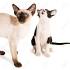 Is there such thing as a Black Siamese Cat?-Kittentoob
