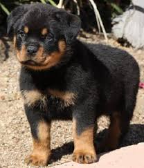 Baby Rot Rottweiler Puppies Rottweiler Puppies For Sale German Rottweiler Puppies