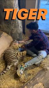 Tiger Ayi Guzel Soz
