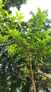 Cara menanam pokok kucai supaya lebih subur beserta khasiatnya. Daun Salam Pokok Serai Kayu Kebun Komuniti Usj14 Facebook
