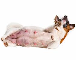 7 Reasons Your Dog Has Scabs On Their Nipples