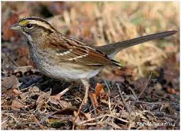 Bird With Black And White Head White Throated Sparrow Brown Bird With Tan Stripes On Head Male Has Dark Stripes On The Head And Brighter Yellow Blo Brown Bird Sparrow White Stripe